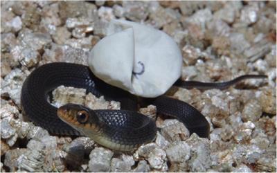 Do Microbiota in the Soil Affect Embryonic Development and Immunocompetence in <mark class="highlighted">Hatchling</mark> Reptiles?